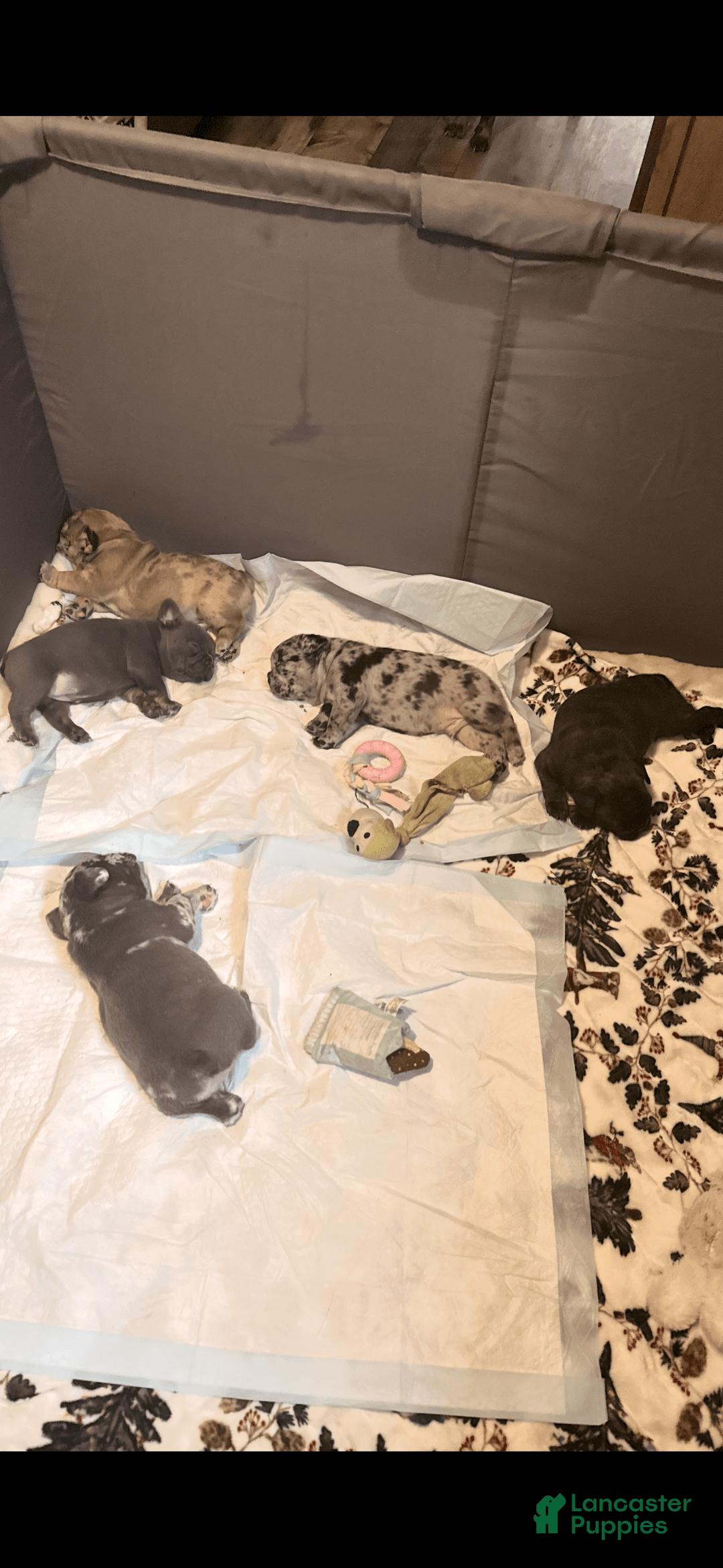 French Bulldog dogs for sale: Luna - Image 3