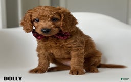 Goldendoodle dogs for sale: Dolly Orange Collar - Image 1