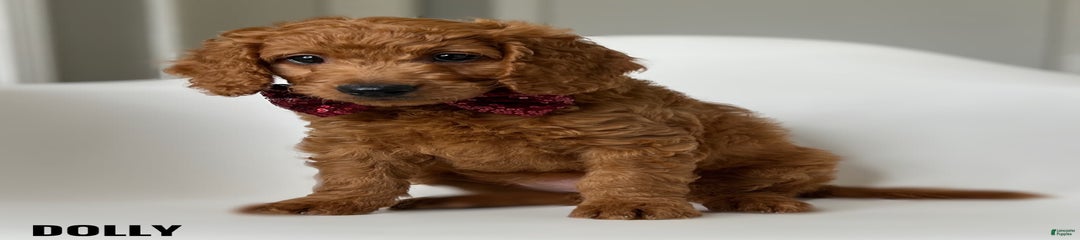 Dolly Orange Collar