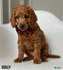 Dolly Orange Collar