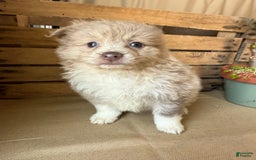 Pomeranian dogs for sale: Alex - Image 9