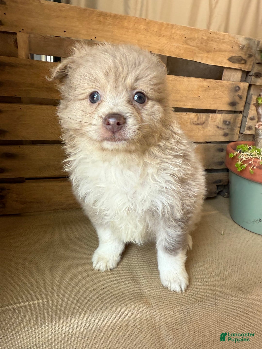 Pomeranian dogs for sale: Alex - Image 9