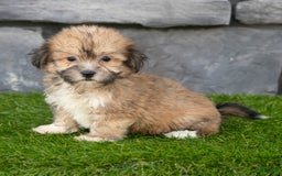Havanese dogs for sale: Duke - Image 3