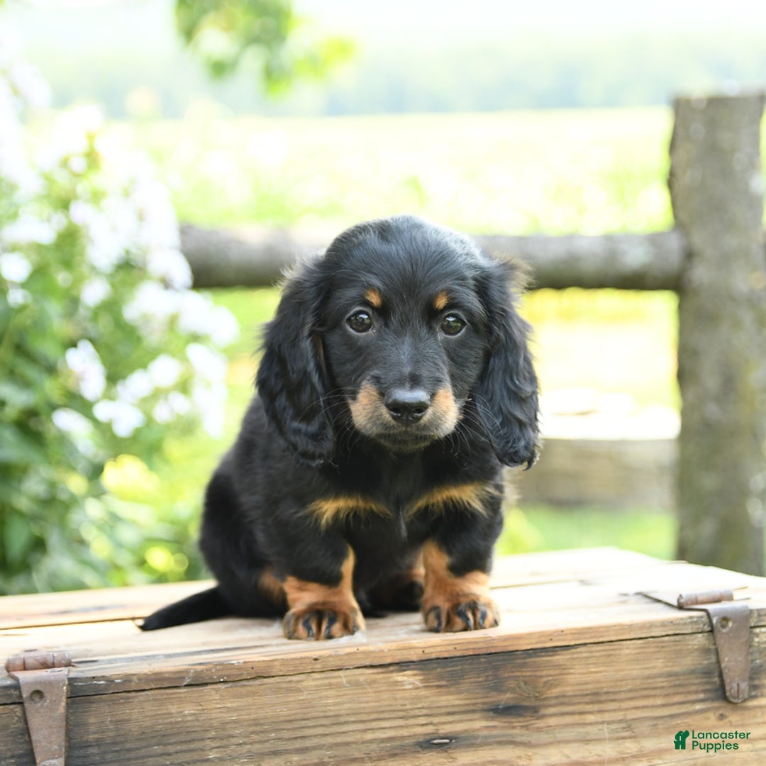 Dachshund dogs for sale: Arrow - Image 3