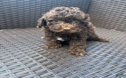 Toy Poodle dogs for sale: Chocolate - Image 2