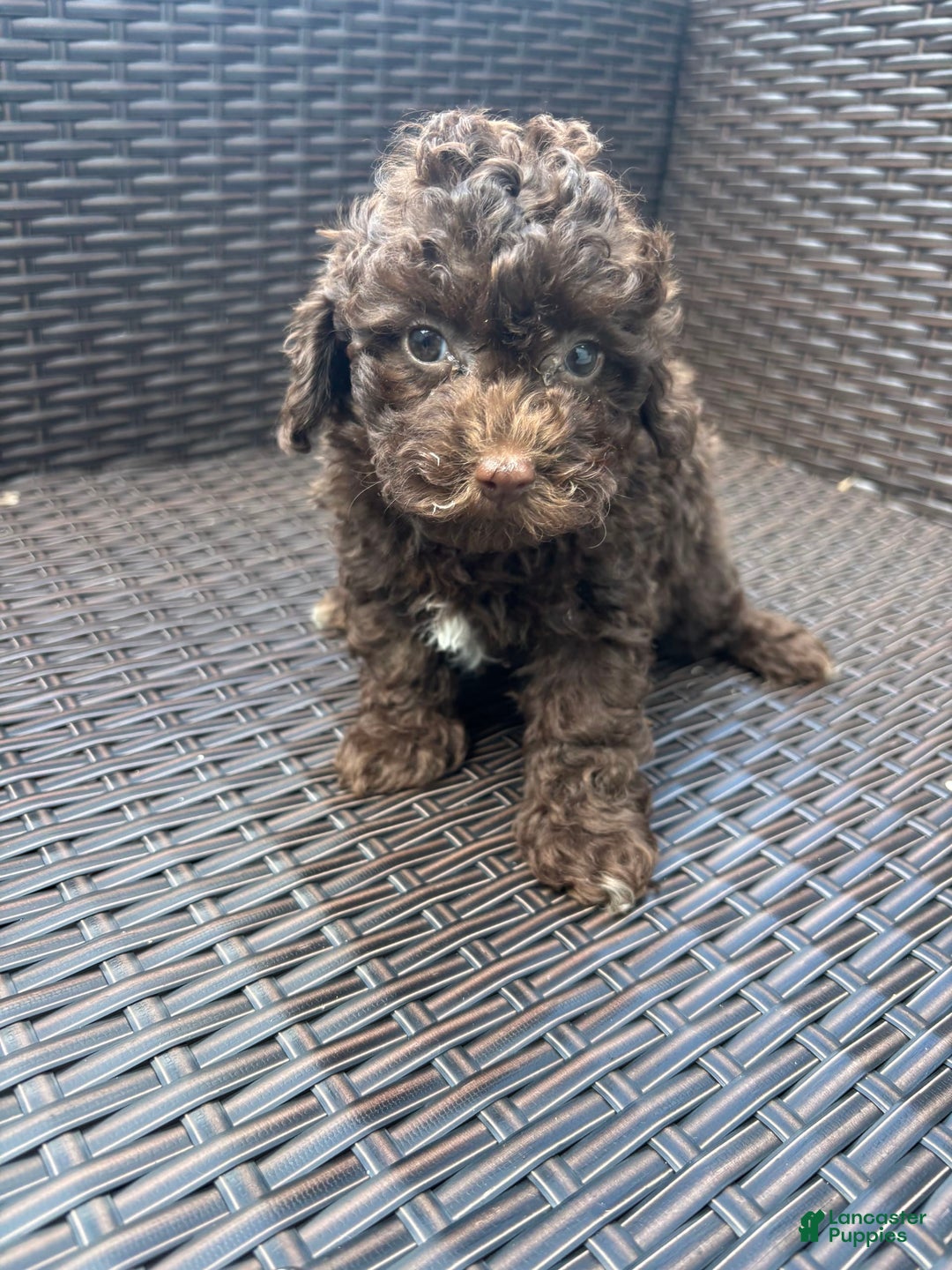Toy Poodle dogs for sale: Chocolate - Image 2