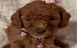 Toy Poodle dogs for sale: Michelle - Image 2