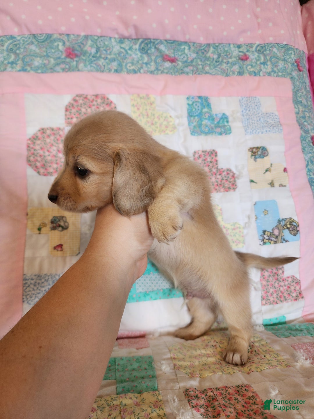 Miniature Dachshund dogs for sale: Chase - Image 7