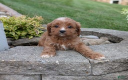 Cavapoo dogs for sale: Rosie - Image 5