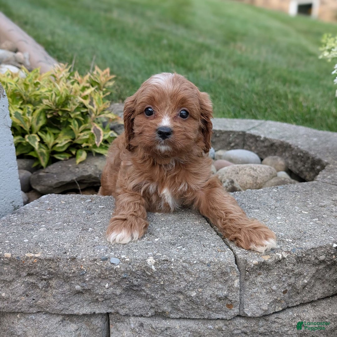Cavapoo dogs for sale: Rosie - Image 5