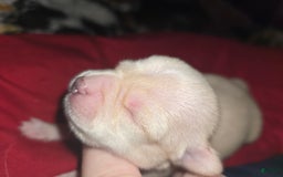 Chihuahua dogs for sale: Cream Girl - Image 4