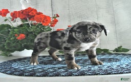 Miniature Australian Shepherd dogs for sale: Chloe - Image 3