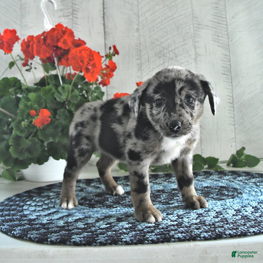 Miniature Australian Shepherd dogs for sale: Chloe - Image 3