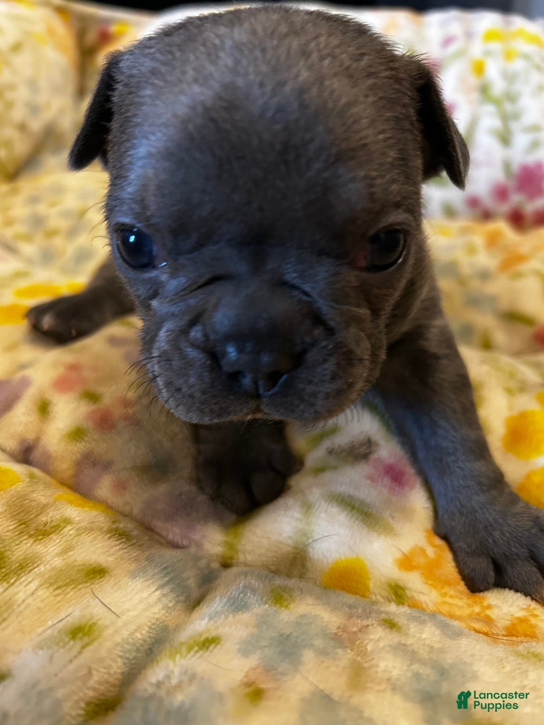 French Bulldog dogs for sale: Blue Eyes - Image 2