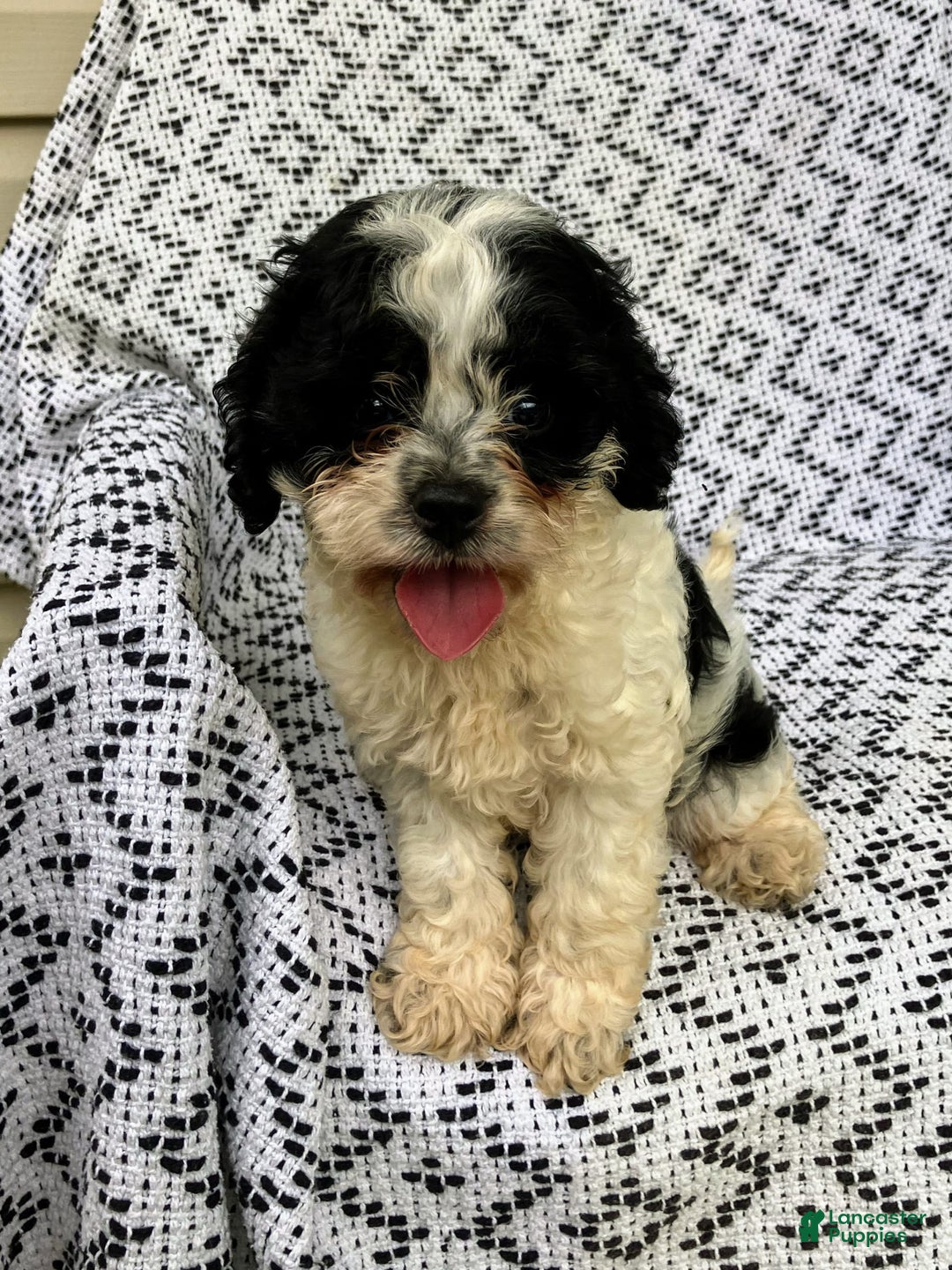 Cockapoo dogs for sale: Stella - Image 8