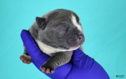 American Bully dogs for sale: Blue Male - Image 3