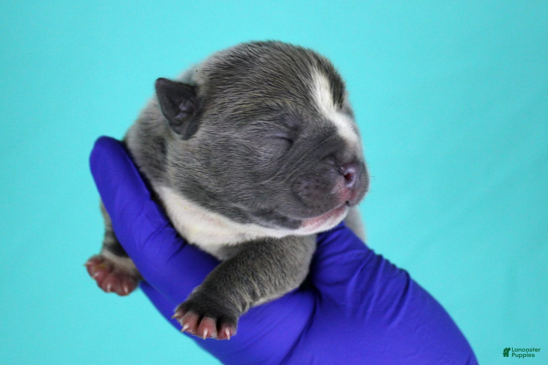 American Bully dogs for sale: Blue Male - Image 3