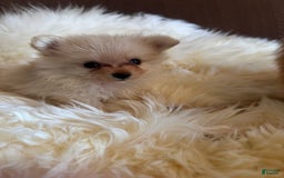 Pomeranian dogs for sale: Sussie - Image 4