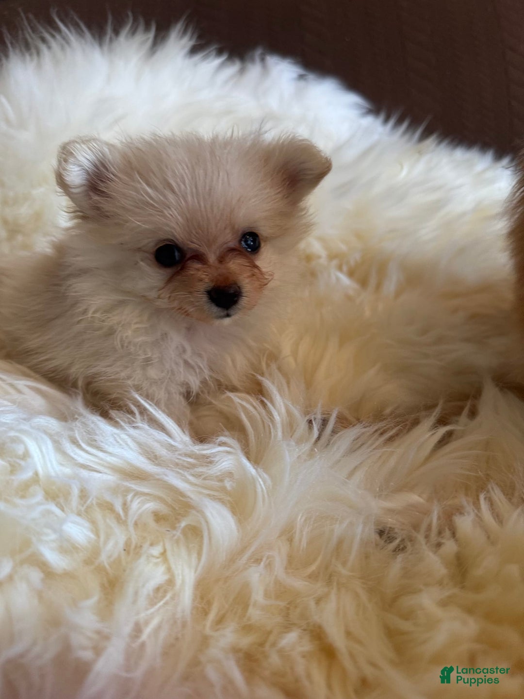 Pomeranian dogs for sale: Sussie - Image 4