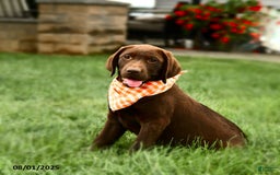 Labrador Retriever dogs for sale: Whisper - Image 2