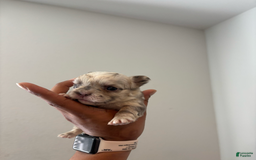 French Bulldog dogs for sale: Ella Mai - Image 2