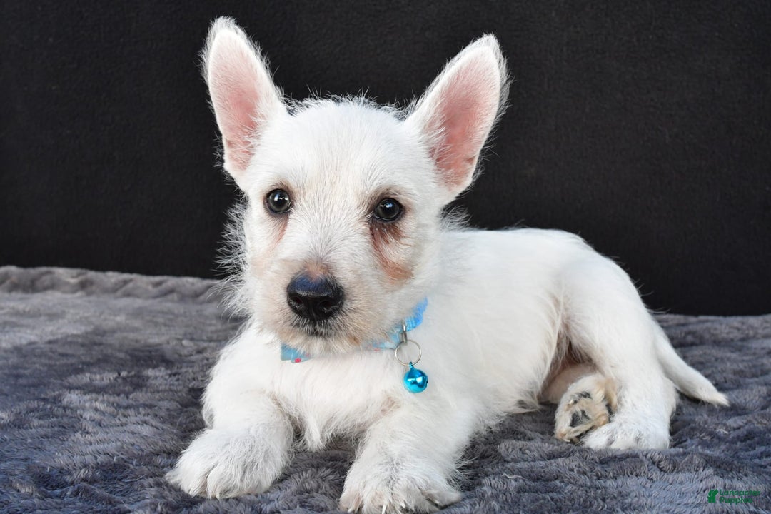 West Highland Terrier dogs for sale: Norris - Image 4