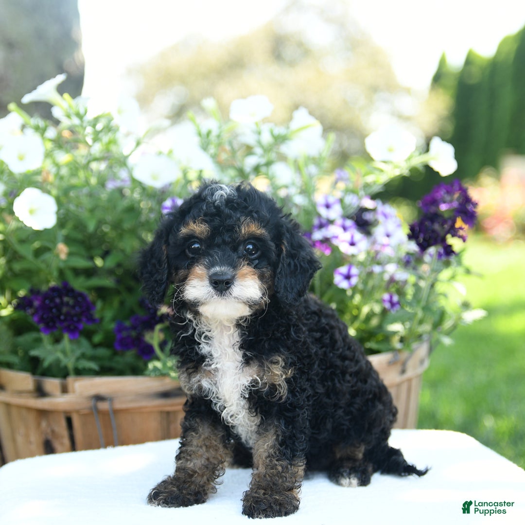Cavapoo dogs for sale: Kisses - Image 1