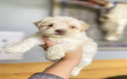 Maltipoo dogs for sale: Micah - Image 2