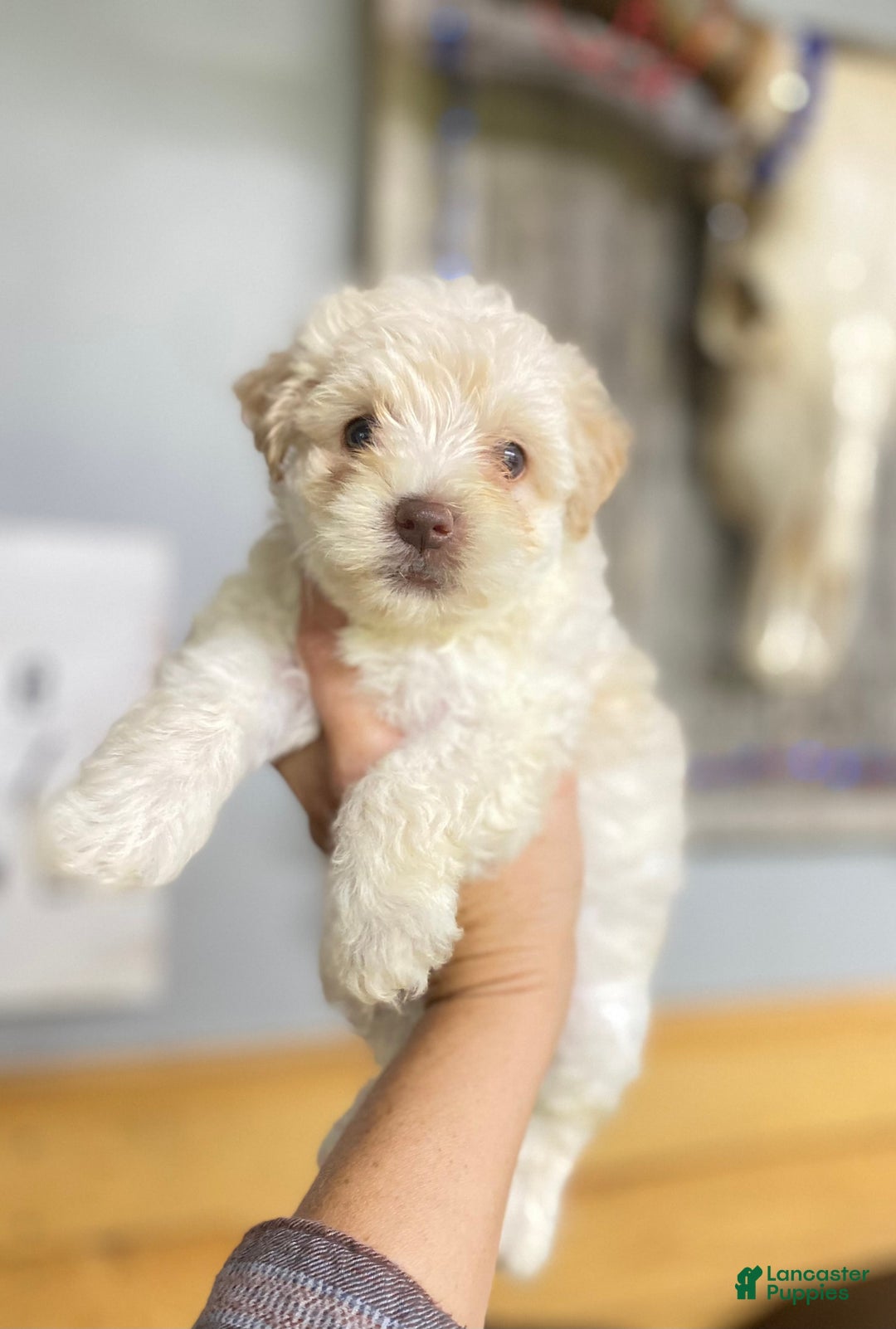 Maltipoo dogs for sale: Micah - Image 2