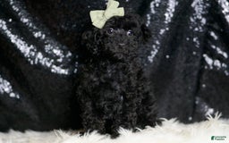 Miniature Poodle dogs for sale: Coal - Image 6