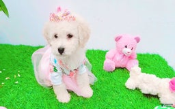 Maltipoo dogs for sale: Sunshine - Image 1