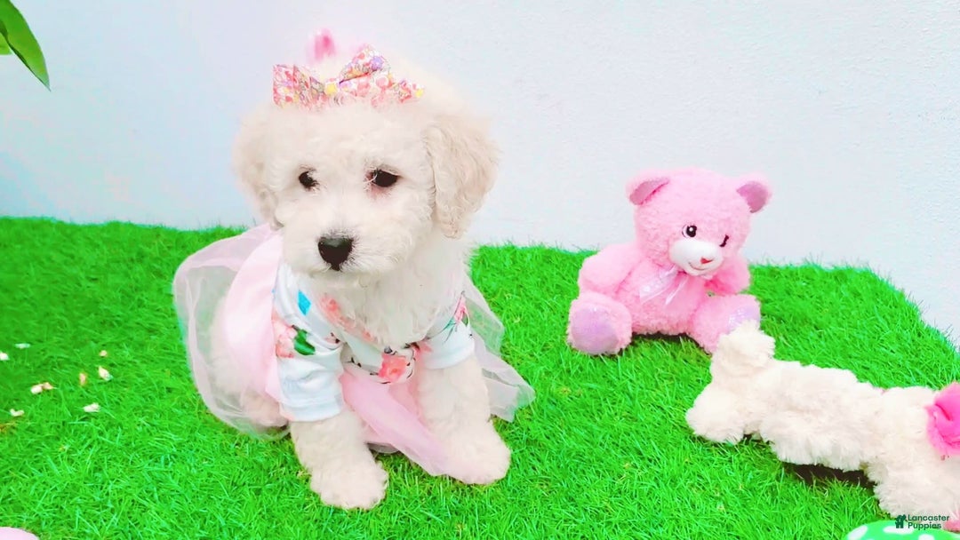 Maltipoo dogs for sale: Sunshine - Image 1