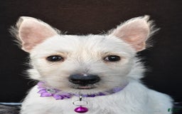 West Highland Terrier dogs for sale: Ollie - Image 8