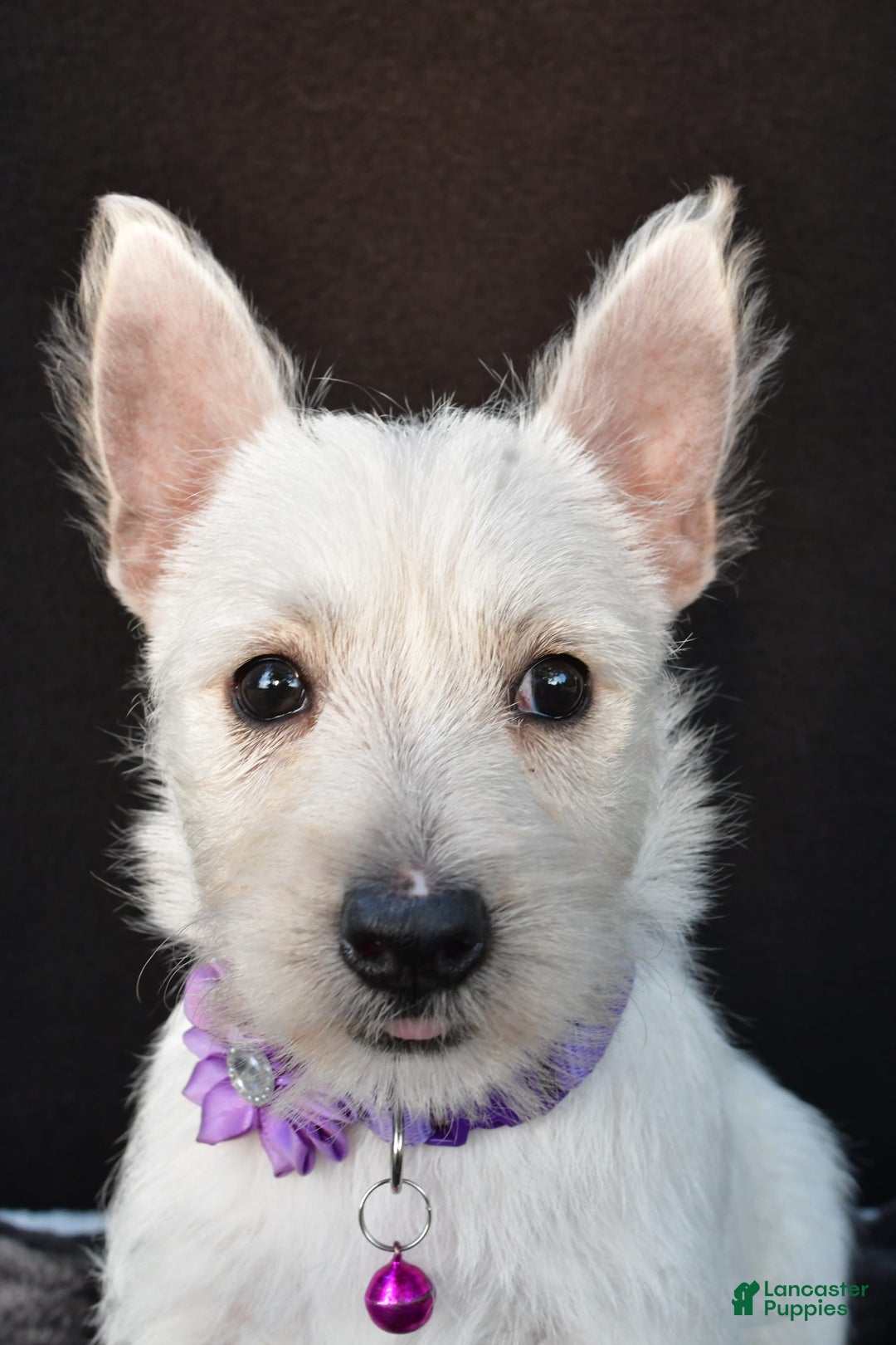 West Highland Terrier dogs for sale: Ollie - Image 8
