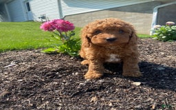 Cavapoo dogs for sale: Luca - Image 3