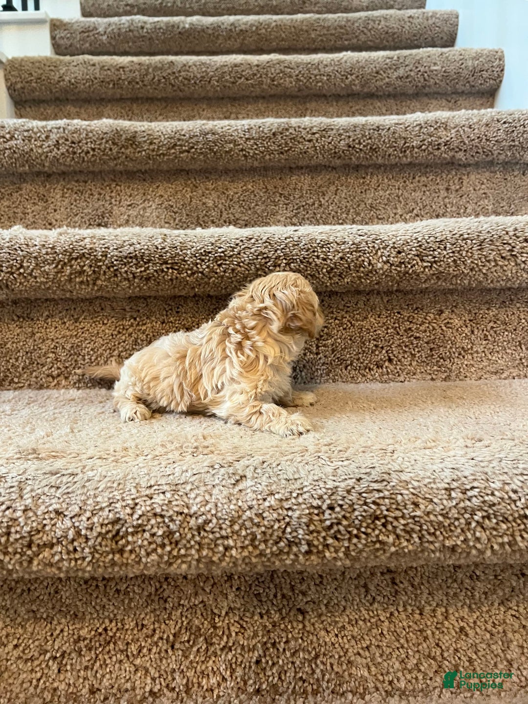 Maltipoo dogs for sale: Luna - Image 2