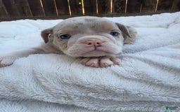 English Bulldog dogs for sale: Bleu Ivy - Image 4