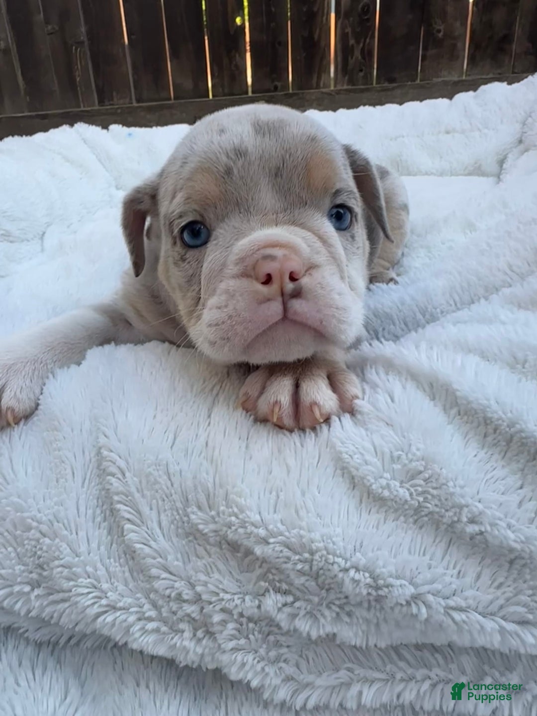 English Bulldog dogs for sale: Bleu Ivy - Image 4