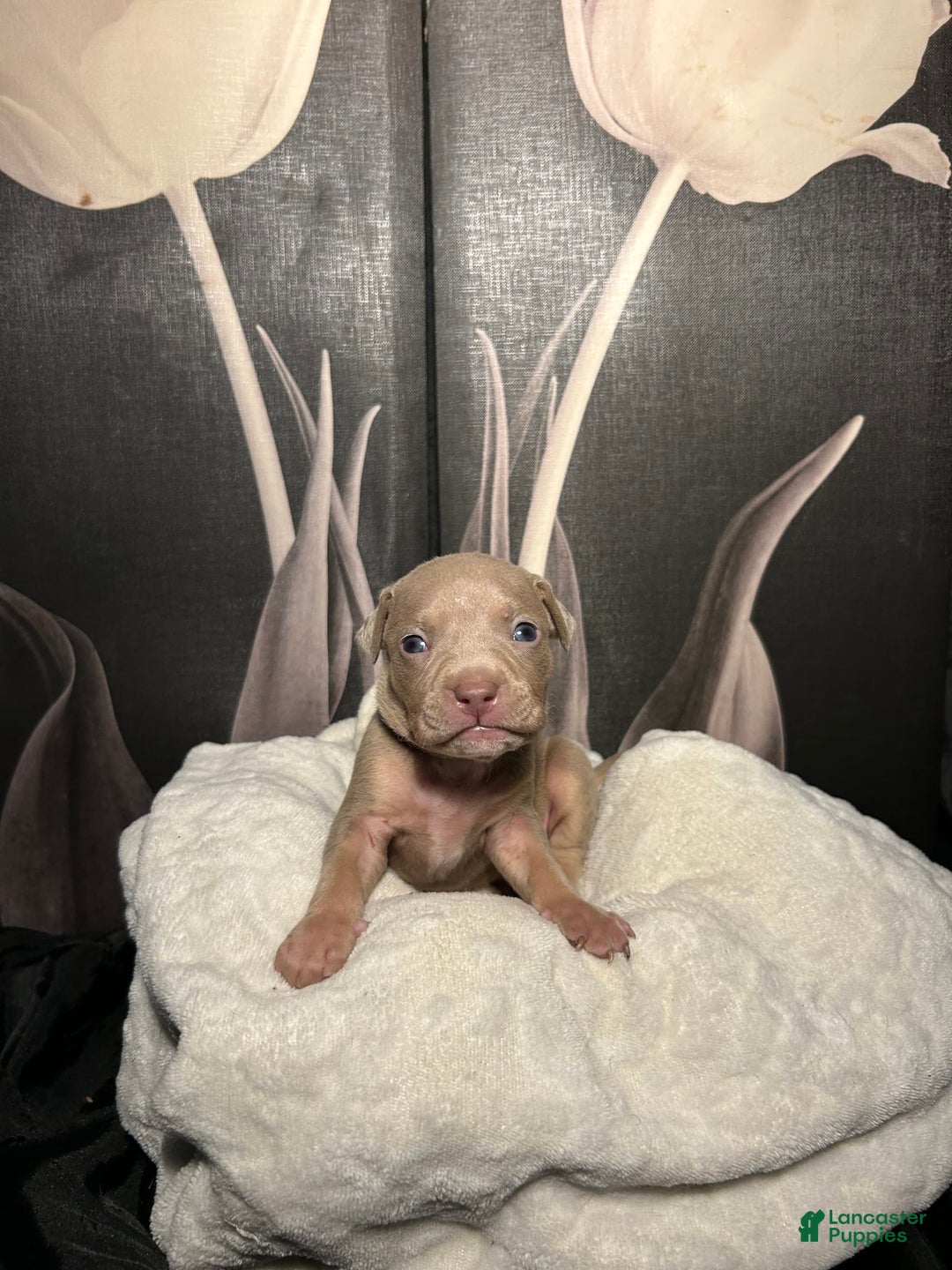 American Bully dogs for sale: Smurf - Image 10