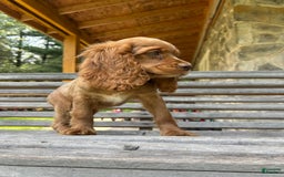 Cocker Spaniel dogs for sale: Monty - Image 6