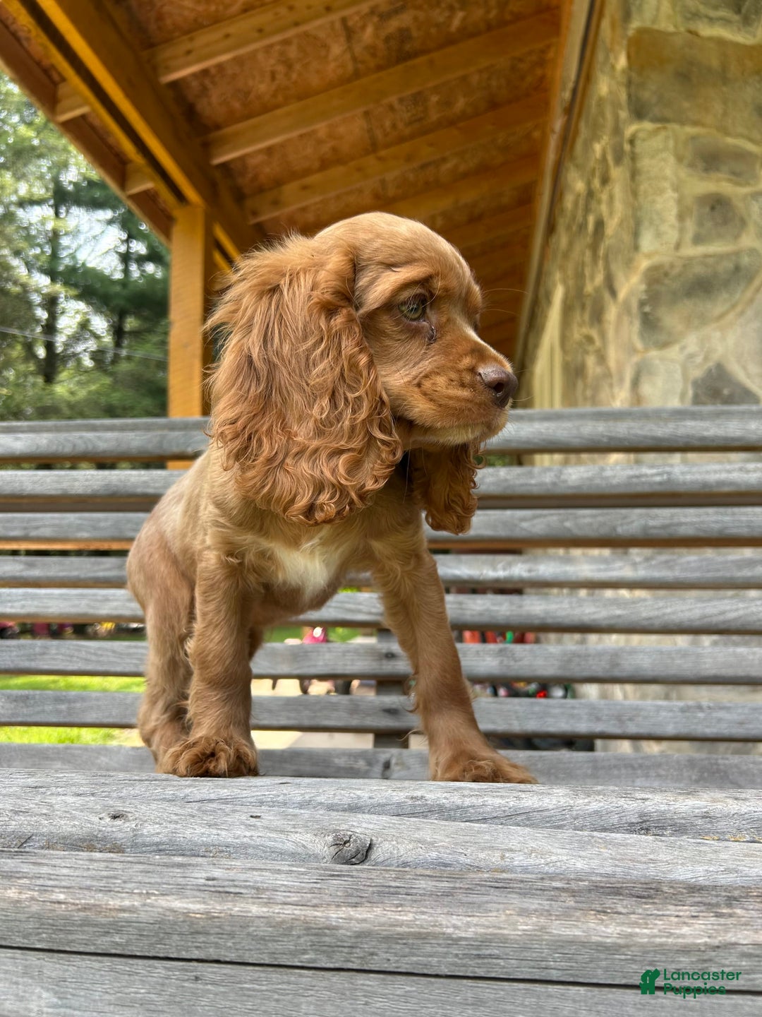 Cocker Spaniel dogs for sale: Monty - Image 6