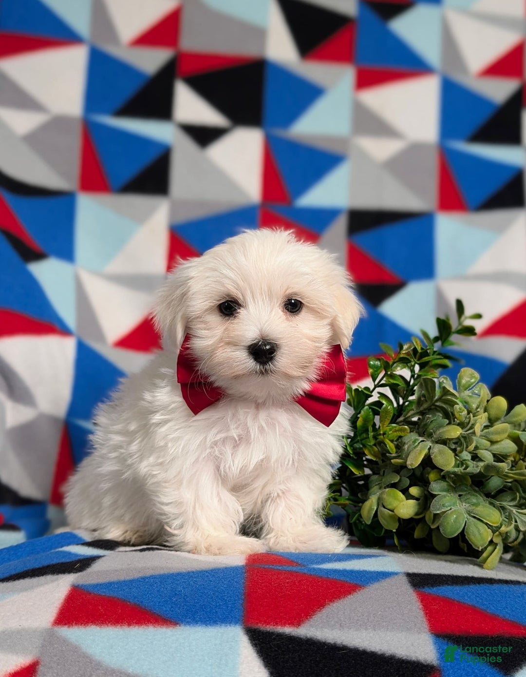 Maltese dogs for sale: Donegan Akc - Image 9