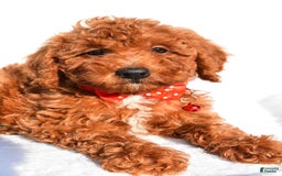 Miniature Poodle dogs for sale: Miniature Poodle 5 puppies - Image 11
