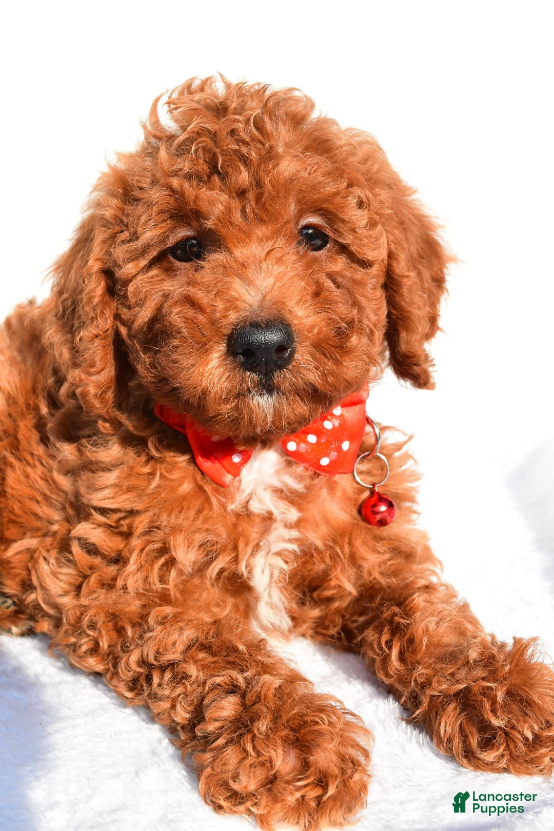 Miniature Poodle dogs for sale: Miniature Poodle 5 puppies - Image 11