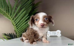 Dachshund dogs for sale: Colorado - Image 6