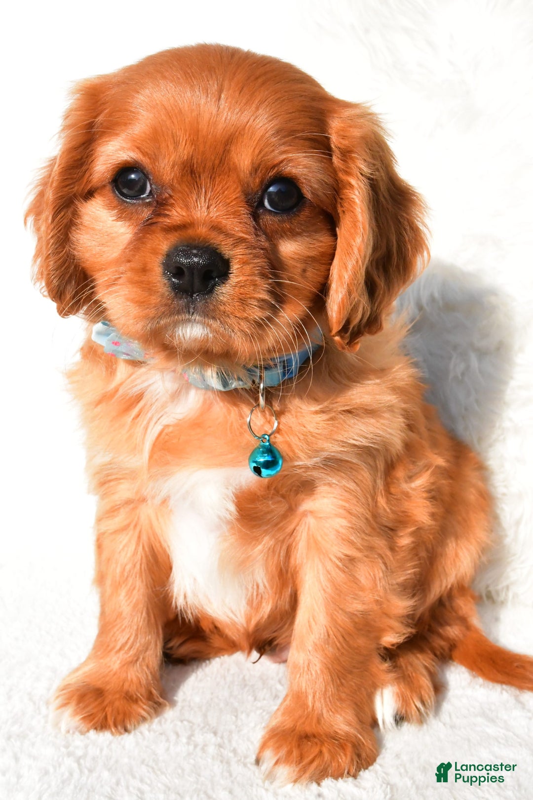 Cavalier King Charles Spaniel dogs for sale: Harrison - Image 3