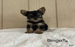 Yorkshire Terrier dogs for sale: Bingo - Image 4