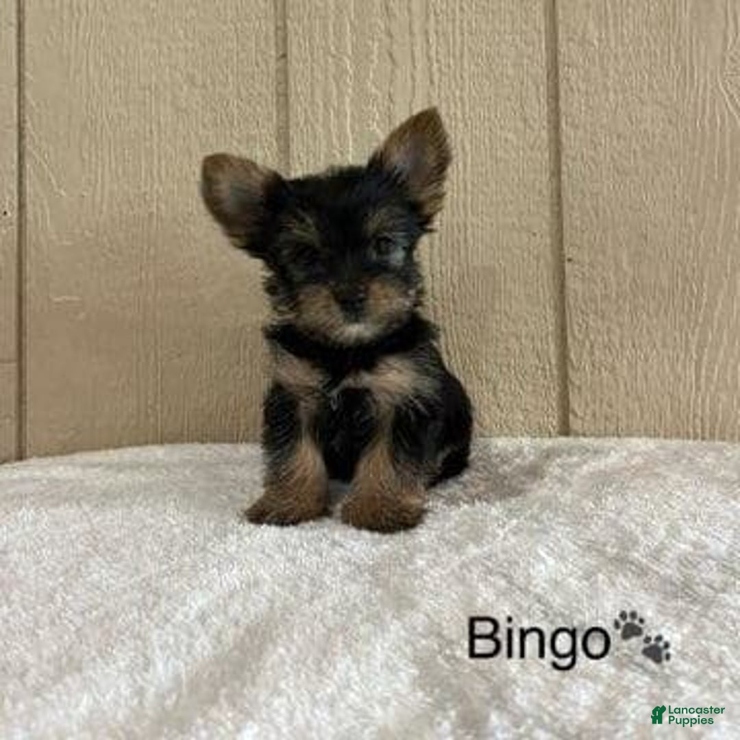 Yorkshire Terrier dogs for sale: Bingo - Image 4