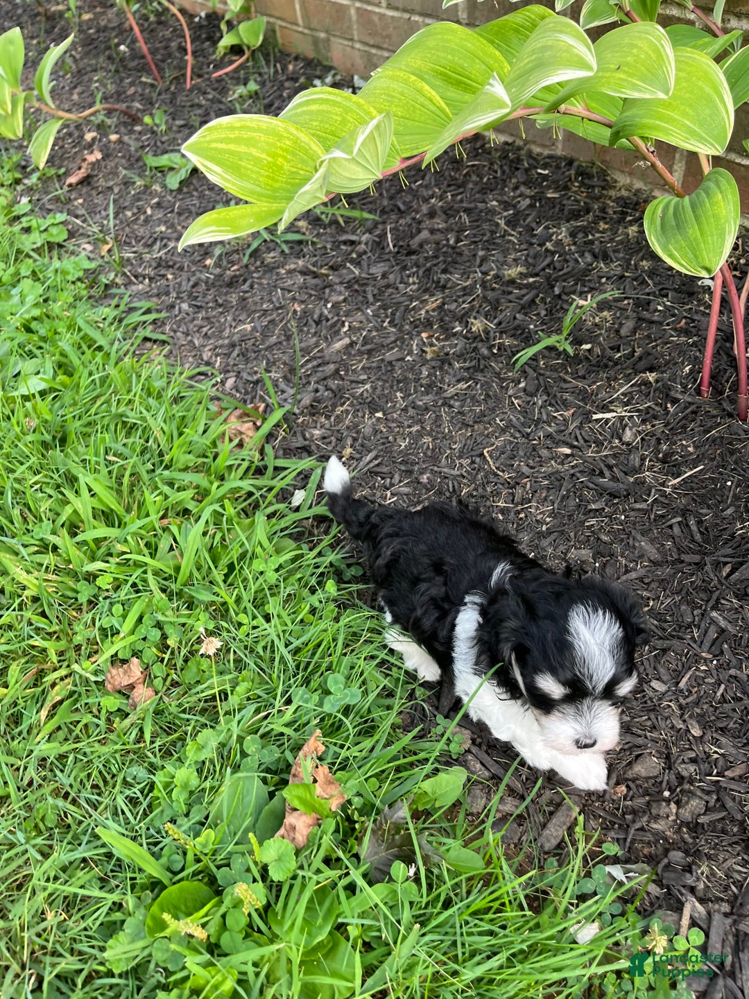 Maltipoo dogs for sale: Hunter - Image 6