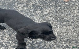 Cane Corso dogs for sale: Max - Image 4